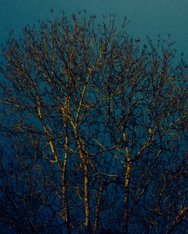 Morning winter tree — Photo Mathieu Bonnin 